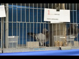 Concurso de Palomas 2012